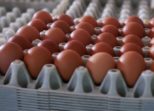 Műanyag tojástálca a fenntarthatóság és a költséghatékonyság jegyében – Kereki Farm